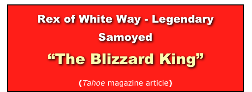Rex of White Way - Legendary Samoyed 
“The Blizzard King”

(Tahoe magazine article)