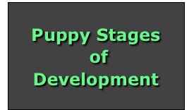 

Puppy Stages
 of
Development